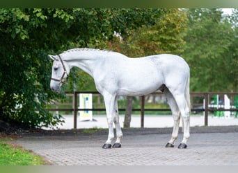 Belgisch Warmbloed, Ruin, 14 Jaar, 174 cm, Schimmel