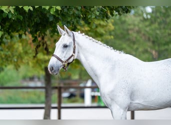 Belgisch Warmbloed, Ruin, 14 Jaar, 174 cm, Schimmel