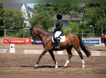 Belgisch Warmbloed, Ruin, 15 Jaar, 163 cm, Bruin