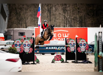 Belgisch Warmbloed, Ruin, 15 Jaar, 165 cm, Bruin