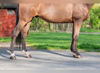 Belgisch Warmbloed, Ruin, 15 Jaar, 166 cm