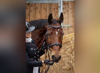 Belgisch Warmbloed, Ruin, 15 Jaar, 168 cm, Bruin