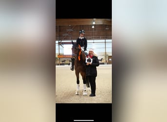 Belgisch Warmbloed, Ruin, 15 Jaar, 168 cm, Bruin