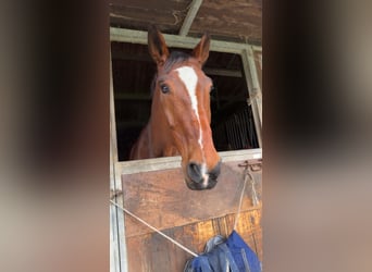 Belgisch Warmbloed, Ruin, 15 Jaar, 184 cm, Bruin