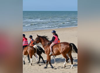 Belgisch Warmbloed, Ruin, 15 Jaar, 184 cm, Bruin