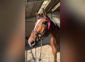 Belgisch Warmbloed, Ruin, 15 Jaar, 184 cm, Bruin