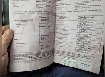 Belgisch Warmbloed, Ruin, 15 Jaar, 184 cm, Bruin