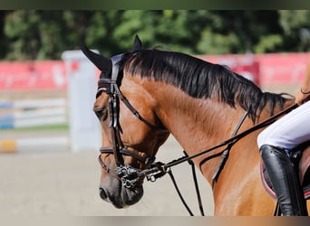 Belgisch Warmbloed, Ruin, 16 Jaar, 167 cm, Roodbruin