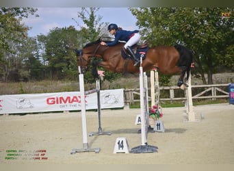 Belgisch Warmbloed, Ruin, 16 Jaar, 167 cm, Roodbruin