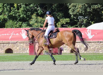 Belgisch Warmbloed, Ruin, 16 Jaar, 167 cm, Roodbruin