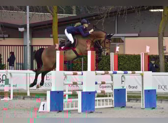 Belgisch Warmbloed, Ruin, 16 Jaar, 167 cm, Roodbruin