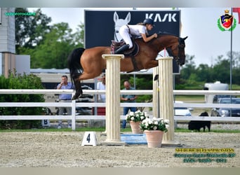 Belgisch Warmbloed, Ruin, 16 Jaar, 167 cm, Roodbruin