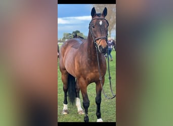 Belgisch Warmbloed, Ruin, 16 Jaar, 169 cm, Wit