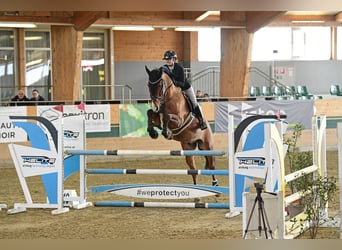 Belgisch Warmbloed, Ruin, 16 Jaar, 174 cm, Bruin