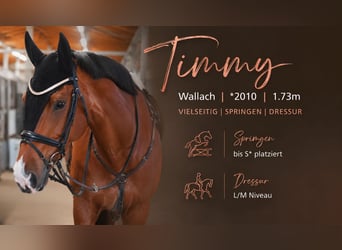Belgisch Warmbloed, Ruin, 16 Jaar, 174 cm, Bruin