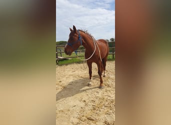 Belgisch Warmbloed, Ruin, 17 Jaar, 160 cm, Donkere-vos