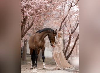 Belgisch Warmbloed, Ruin, 17 Jaar, 163 cm, Bruin