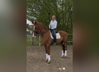Belgisch Warmbloed, Ruin, 18 Jaar, 182 cm, Vos