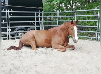 Belgisch Warmbloed, Ruin, 19 Jaar, 180 cm, Vos