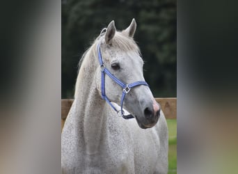 Belgisch Warmbloed, Ruin, 21 Jaar, 168 cm, Schimmel