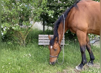 Belgisch Warmbloed, Ruin, 21 Jaar, 170 cm, Bruin