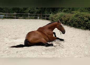 Belgisch Warmbloed, Ruin, 21 Jaar, 170 cm, Bruin
