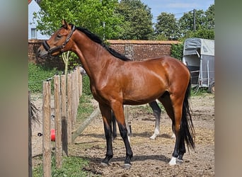 Belgisch Warmbloed, Ruin, 2 Jaar, 164 cm, Bruin