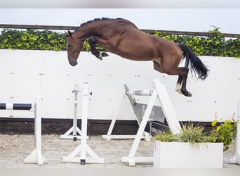 Belgisch Warmbloed, Ruin, 2 Jaar, 165 cm, Brauner