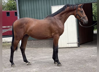 Belgisch Warmbloed, Ruin, 2 Jaar, 166 cm, Bruin