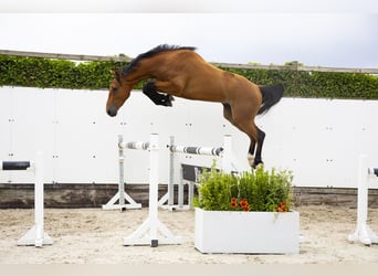 Belgisch Warmbloed, Ruin, 3 Jaar, 162 cm, Bruin
