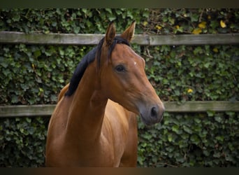 Belgisch Warmbloed, Ruin, 3 Jaar, 162 cm, Bruin