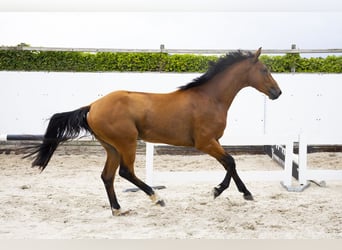 Belgisch Warmbloed, Ruin, 3 Jaar, 162 cm, Bruin