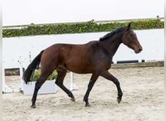 Belgisches Warmblut, Wallach, 3 Jahre, 164 cm, Brauner