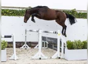 Belgisches Warmblut, Wallach, 3 Jahre, 164 cm, Brauner