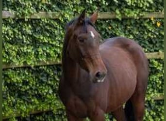 Belgisches Warmblut, Wallach, 3 Jahre, 164 cm, Brauner