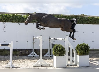 Belgisch Warmbloed, Ruin, 3 Jaar, 164 cm, Donkerbruin