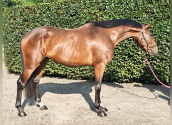 Belgisch Warmbloed, Ruin, 3 Jaar, 165 cm, Bruin