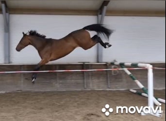 Belgisch Warmbloed, Ruin, 3 Jaar, 165 cm, Bruin