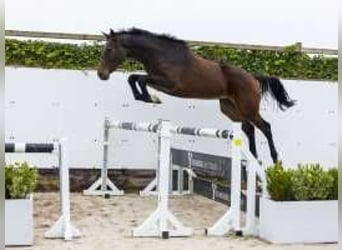 Belgisches Warmblut, Wallach, 3 Jahre, 165 cm, Dunkelbrauner