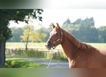 Belgisch Warmbloed, Ruin, 3 Jaar, 165 cm, Donkere-vos