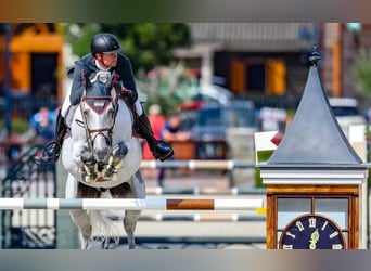 Belgisch Warmbloed, Ruin, 3 Jaar, 165 cm, Schimmel