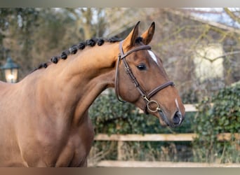 Belgisch Warmbloed, Ruin, 3 Jaar, 165 cm
