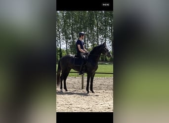 Belgisch Warmbloed, Ruin, 3 Jaar, 166 cm, Blauwschimmel