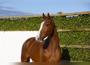 Belgisch Warmbloed, Ruin, 3 Jaar, 166 cm, Vos