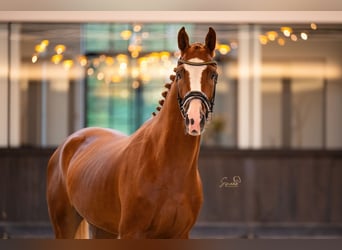 Belgisch Warmbloed, Ruin, 3 Jaar, 167 cm, Donkere-vos