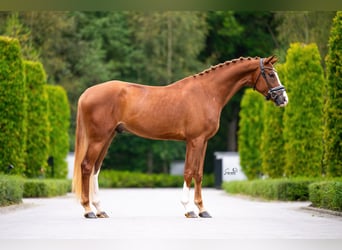 Belgisch Warmbloed, Ruin, 3 Jaar, 167 cm, Donkere-vos