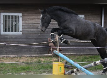 Belgisch Warmbloed, Ruin, 3 Jaar, 167 cm, Schimmel