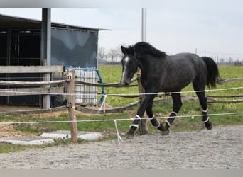 Belgisch Warmbloed, Ruin, 3 Jaar, 167 cm, Schimmel