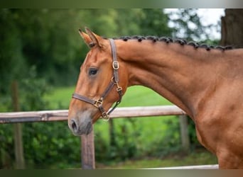 Belgisch Warmbloed, Ruin, 3 Jaar, 168 cm, Brauner