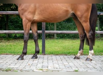 Belgisch Warmbloed, Ruin, 3 Jaar, 168 cm, Brauner